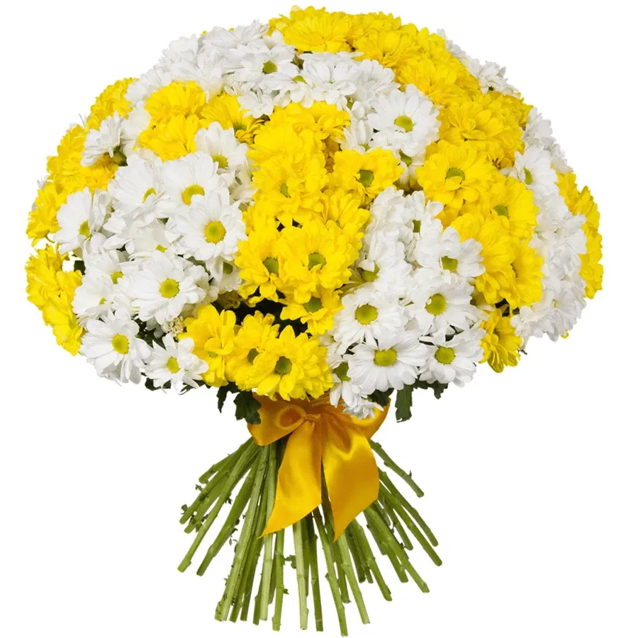 Хризантема кустовая микс желто-белый